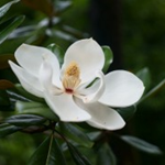 花の写真